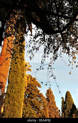 Vista dall'angolo basso attraverso rami sagomati verso il tronco di palma e cipresso ricoperto di muschio che brillano di luce dorata, i giardini dell'Alhambra, Granada, Spagna. Foto Stock