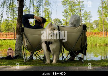 Una coppia che si rilassa sulle sedie da campeggio vicino a un lago tranquillo con il suo morbido cane bianco Samoidato in un parco di Chengdu. Foto Stock