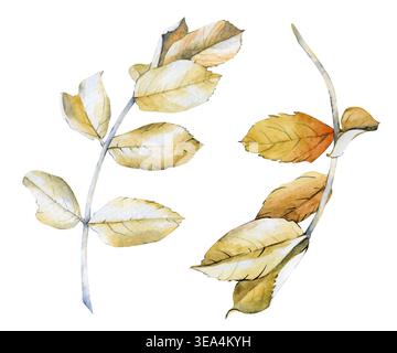 Un dipinto rustico ad acquerello dipinto a mano con due rami rosehip con fogliame marrone dorato essiccato su uno sfondo isolato. Realistico Foto Stock