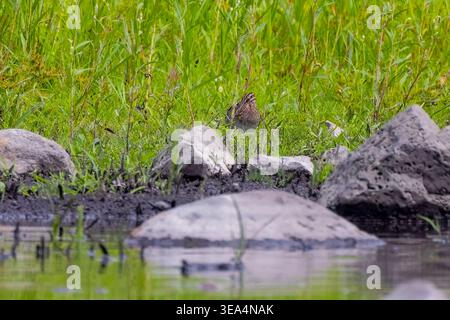 Il cecchino di Wilson (Gallinago delicata), abitante di paludi, tundra e prati umidi in Canada e nel nord degli Stati Uniti Foto Stock