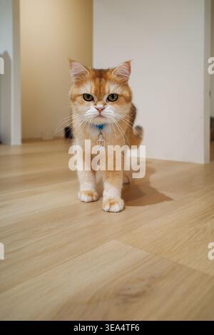 Adorabile gatto dello zenzero si erge su pavimento in legno. Gli occhi guardano direttamente lo spettatore con curiosità. La morbida pelliccia e le zampe bianche aggiungono fascino. Il collare blu è appeso senza serrare Foto Stock