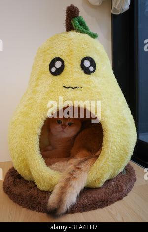 Soffice letto giallo a forma di pera con un accogliente gatto arancione all'interno. Il gatto si appoggia comodamente in un grazioso riparo a forma di pera. La coda pelosa si estende da una parte all'altra Foto Stock