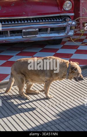 Paesaggio urbano con un cane di paglia in piedi sul marciapiede della città turistica, girato con la luce nuvolosa estiva a El Calafate, Santa Cruz, Argentina Foto Stock