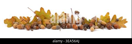 Composizione autunnale di ghiande e foglie di quercia isolate su fondo bianco. Bordo di foglie e ghiande gialle marroni secche. Foto Stock
