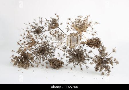 Fiori selvatici secchi Daucus carota con semi. Sfondo invernale di prati e fiori di erba con le bambole. Foto Stock