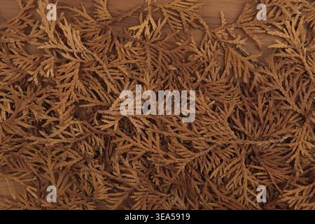 Foglie secche di tuja su fondo di legno. Modello di rami di tuja secchi, consistenza di foglie morte cadute. Foto Stock