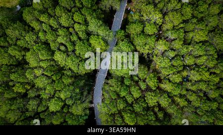 Splendida vista aerea di una strada panoramica nella foresta Foto Stock