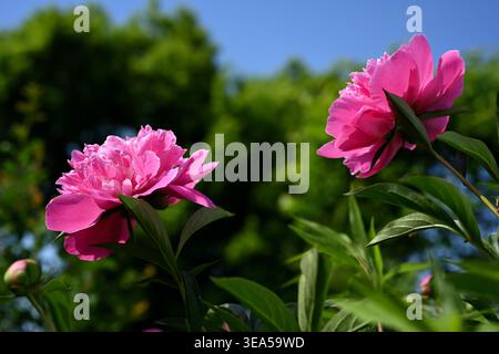 Due vivaci peonie rosa che sbocciano sotto un cielo azzurro Foto Stock