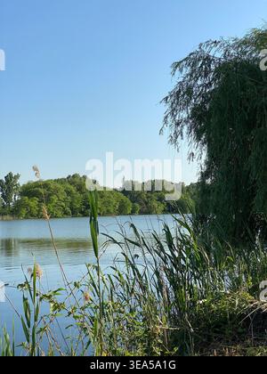 Lago calmo con canne verdi e alberi sotto il cielo azzurro e tranquillo paesaggio naturale Foto Stock