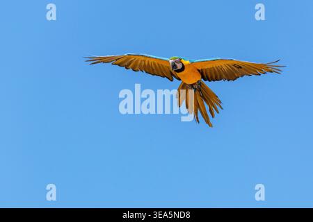 Macaw blu e giallo, Macaw blu e oro, Macaw blu e oro, Macaw blu e giallo (Ara arauna), in volo, vista frontale, Isole Canarie, Gran CAN Foto Stock