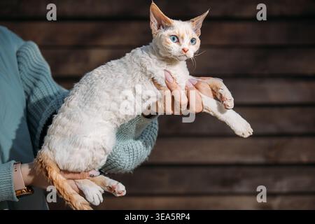 Gatto obbediente Devon Rex con colore pelliccia grigio bianco siediti sulle mani. Curioso divertente carino incredibile Devon Rex Cat guardare la fotocamera. Gatti Ritratto. Grassetto Foto Stock