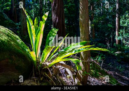 Una felce nido di uccelli (Asplenium nidus) che cresce su una sporgenza di arenaria muschiata nel nuovo Galles del Sud, Australia è originaria di più paesi con clima caldo Foto Stock