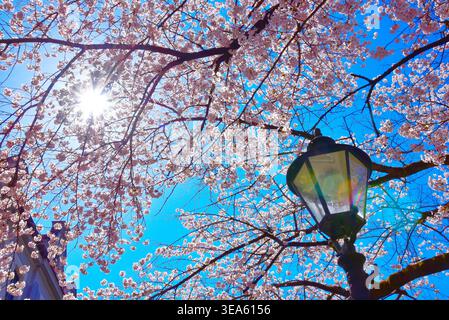 Storico lampione sotto un ciliegio giapponese in fiore (Prunus serrulata) in primavera, ad Augusta, Baviera, Germania, Europa Foto Stock