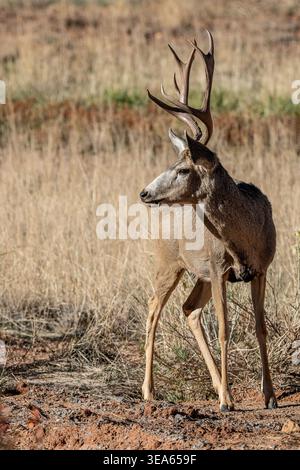 Mule Deer al Capitol Reef National Park, Torrey, Utah, Stati Uniti Foto Stock