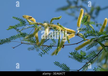 Mesquite catkins mostra una strategia riproduttiva Foto Stock