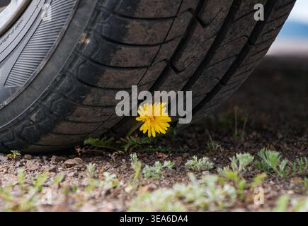 Il dente di leone giallo brillante fiorisce sul terreno polveroso, resistendo alla pressione esercitata da un grande pneumatico parcheggiato Foto Stock