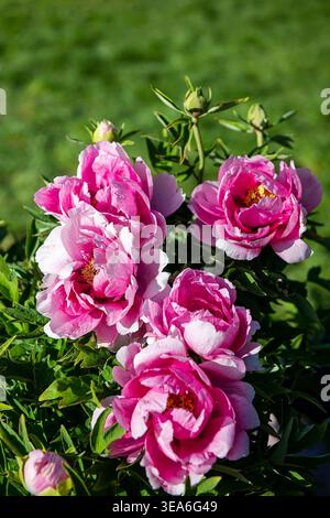 Primo piano di una rara peonia arborea Paeonia suffruticosa in un giardino botanico. Delicati petali rosa e stami gialli con una messa a fuoco selettiva. Alta qualità p Foto Stock