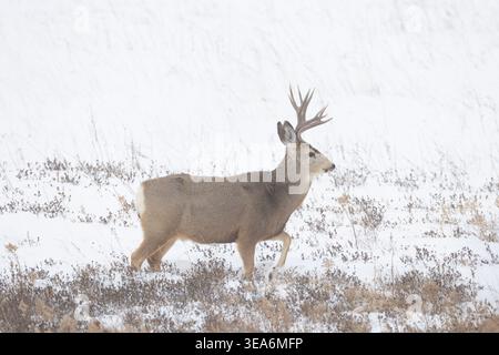 Cervo mulo, Odocoileus hemionus, cervo sulla neve, Saskatchewan, Canada Foto Stock