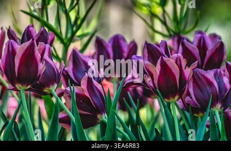 Un letto di tulipani a Springtime Foto Stock