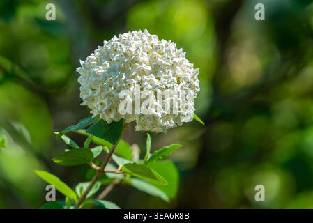 Un fiore della spezia coreana Vibornum arbusto profumato Foto Stock