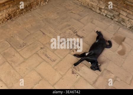 Gatto nero che riposa nel tranquillo sonno sul pavimento in mattoni marroni dell'antico tempio wat ayutthaya thailandia e si sente rilassato e calmo durante il caldo pomeriggio estivo Foto Stock