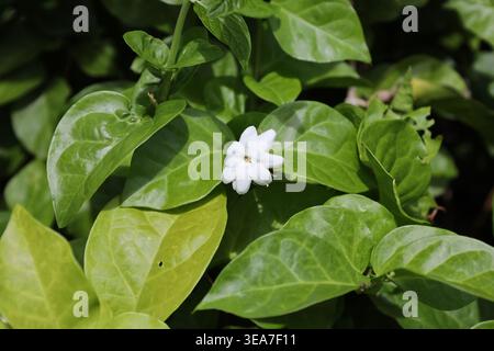fiore bianco solitario sopra foglie verdi lucide sotto il sole (primo piano) Foto Stock