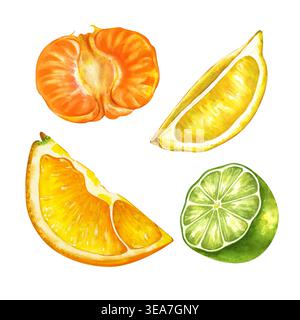 Set di mezzene acquerelli e pezzi di agrumi su sfondo isolato. Fette di mandarino, limone, arancia e lime. Clipart realistico per Foto Stock
