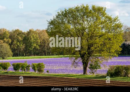 Quercia di cigolo nel Norfolk occidentale, di fronte al campo di campanili inglesi coltivati, Hyacinthoides non-scripta. Foto Stock