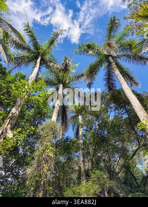 Vista ad angolo basso di alte palme da cocco su un'isola caraibica Foto Stock