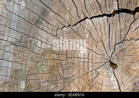 sezione trasversale del tronco dell'albero Foto Stock