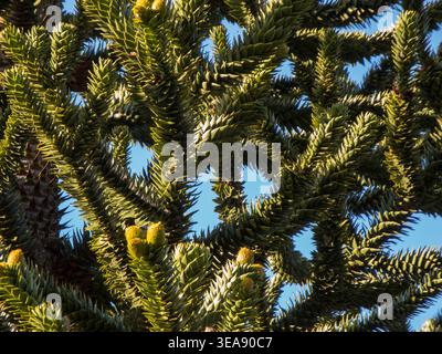 Rami con frutti dell'Araucaria lat Araucaria araucana cilena in vista ravvicinata media contro un cielo blu. Foto Stock