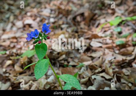 Fiori di verme blu Pulmonaria officinalis nella foresta dei monti Visegrad. Pianta medicinale selvatica che fiorisce a terra con foglie secche. Foto Stock