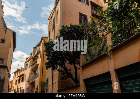 vista panoramica di Roma in primavera con un albero di arancio mandarino in primo piano, Italia Foto Stock