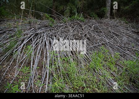 Pile di bastoncini secchi e rami sul fondo forestale con sottobosco verde Foto Stock