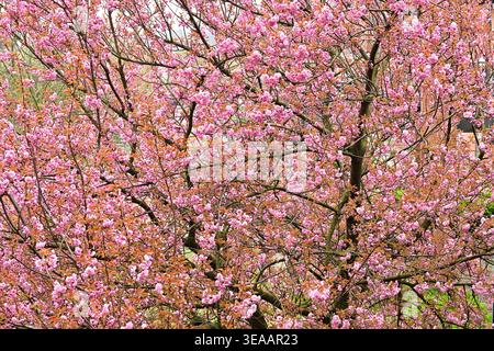 Un fitto albero di ciliegio rosa che fiorisce nel parco primaverile Foto Stock