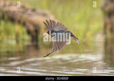 fienile ingoiato, Hirundo rustica Foto Stock