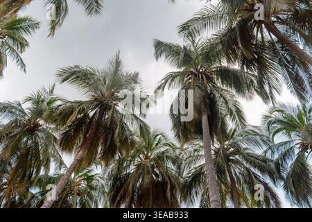Palme multiple che riempiono la cornice, le loro fronde e i tronchi che si estendono verso l'alto in un cielo nuvoloso luminoso, creando una lussureggiante baldacchino tropicale da un verme Foto Stock