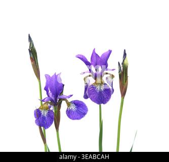 Fiore di Iris isolato su sfondo bianco. Iris germanica, Iris con barba viola. Foto Stock