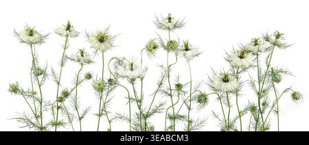 Fiori bianchi Love-in-a-Mist, Nigella damascena isolata su sfondo bianco. Foto Stock