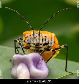 Un macro primo piano di un insetto arancione brillante arroccato su un fiore, che mette in risalto le sue lunghe antenne e i dettagli intricati del corpo. Foto Stock