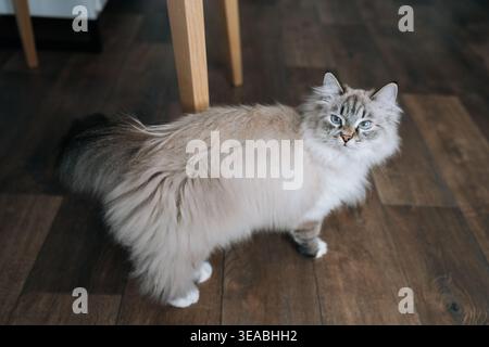 Affascinante gatto in maschera Neva che cammina sul pavimento di legno scuro, mostrando la sua lussuosa pelliccia soffice e gli accattivanti occhi blu, elegante animale domestico Foto Stock