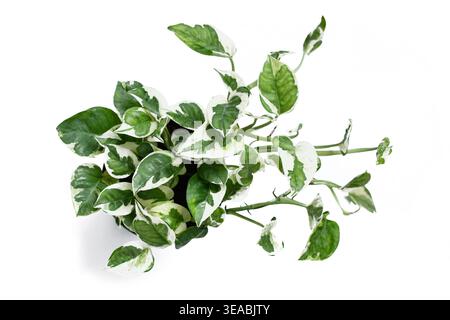 Vista dall'alto della pianta tropicale "Epipremnum Aureum N'Joy" pothos con foglie variegate bianche e verdi in vaso di fiori su sfondo bianco Foto Stock