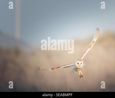 Barn Owl Hunting Over Sand Dunes, Cresswell, Northumberland Foto Stock