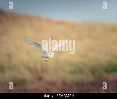 Barn Owl Hunting Over Sand Dunes, Cresswell, Northumberland Foto Stock