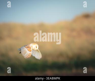 Barn Owl Hunting Over Sand Dunes, Cresswell, Northumberland Foto Stock