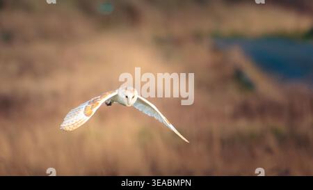Barn Owl Hunting Over Sand Dunes, Cresswell, Northumberland Foto Stock