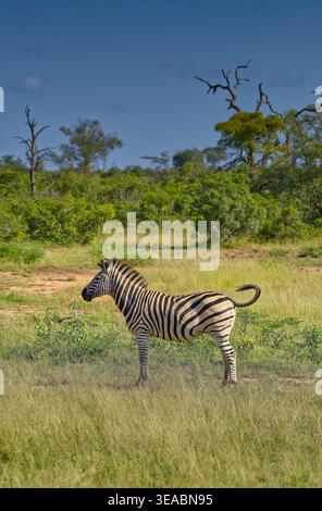 Immagine orientata verso il ritratto di una zebra delle pianure (Equus quagga) in posizione erbosa sotto un cielo blu al parco nazionale di Kruger, Sudafrica Foto Stock
