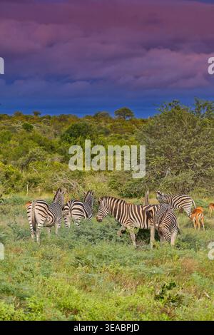 Una mandria di zebre delle pianure (Equus quagga) a savannah all'alba contro il cielo tempestoso nel parco nazionale di Kruger, in Sudafrica Foto Stock
