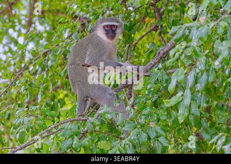 Una scimmia grigia di Vervet (Chlorocebus pygerythrus) di fronte alla telecamera mentre si arrampica su un albero frondoso nel parco nazionale di Kruger, Sudafrica Foto Stock