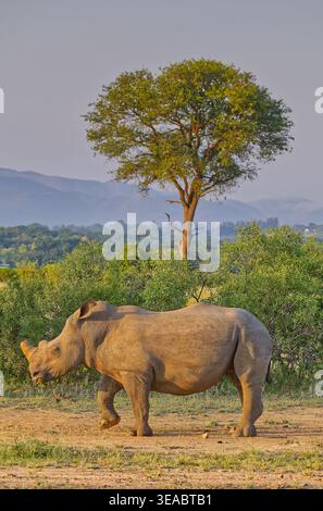 Immagine orientata verso il ritratto di un singolo rinoceronte bianco (Ceratotherium simum) alla luce del mattino con un albero alto al parco nazionale di Kruger, Sudafrica Foto Stock